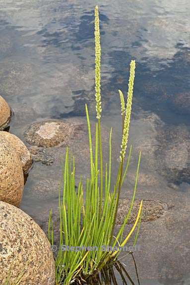 triglochin maritima 3 graphic